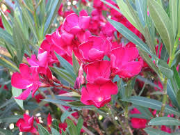 Image result for Nerium oleander