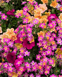 Image result for Jamesbrittenia