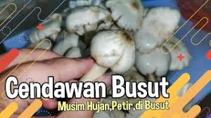Mereka berasal dari berbagai daerah seperti burma, filipina, taiwan dan juga brazil. Cara Masak Sup Cendawan Busut Youtube