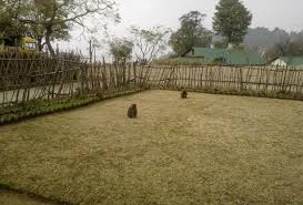 Maybe you would like to learn more about one of these? Monkeys In The Garden Himachal Watcher