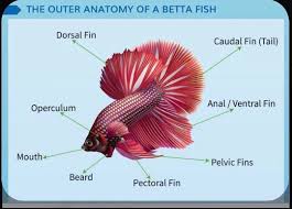 The Outer Anatomy Of A Betta Fish In 2020 Betta Fish Betta Fish Tank Betta Fish Types