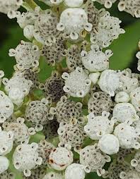 Image result for Urelytrum agropyroides