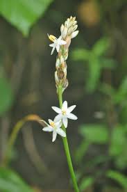 Image result for Chlorophytum gallabatense