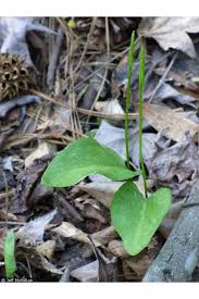 Image result for Ophioglossum vulgatum