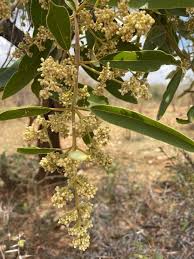 Image result for Ozoroa bredoi