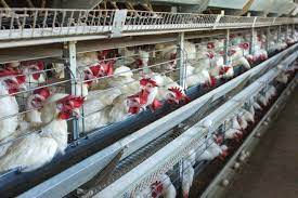 Following recent avian flu outbreaks in africa and eurasia, the. Qeqenl Wg3txum