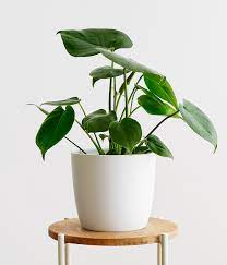 Monstera Small Potted Plants Plants Potted Plants Outdoor