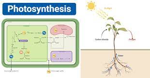 Is gluecose a product of photosynthesis is used to generate atp? Photosynthesis Definition Equation Steps Process Diagram