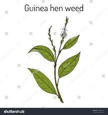 Image result for Petiveria