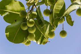 This can be a natural part of tree fruit development, since few fruit trees can divert enough energy from growing to support all these new fruits. Small Green Fruit On A Tree Seychelles Stock Photo Image Of Orange Group 154420828
