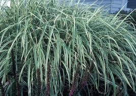 Image result for Miscanthus sinensis