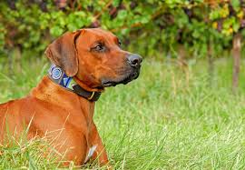 We did not find results for: How Do Flea Collars Work For Your Pets Deal With Pests