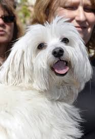 beverly hills chihuahua bolt event