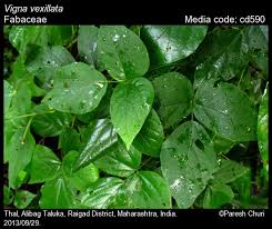 Image result for Vigna vexillata