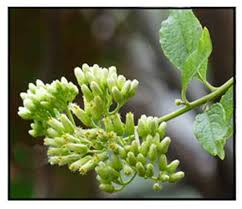 Image result for Microglossa