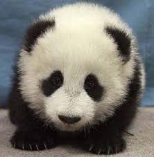 Qui montrent de mignons bébés pandas jouant avec des soigneurs. Images D Animaux Trop Mignon Mammiferes Wattpad