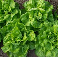 Image result for Lactuca sativa