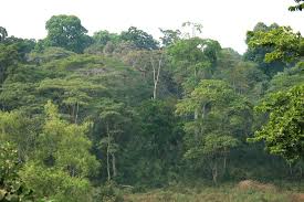 Image result for Lovoa swynnertonii