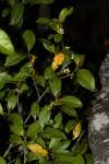Image result for Pyrostria bibracteata