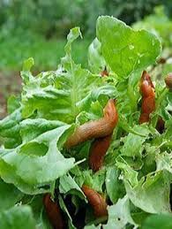Schnecken Bekampfung Schnecken Im Garten Garten Anpflanzen Und Garten