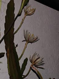 Image result for Phyllanthus mendoncae