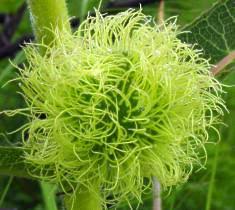 Image result for Xysmalobium holubii