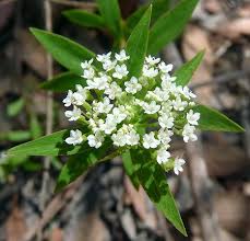 Image result for Polysphaeria lanceolata