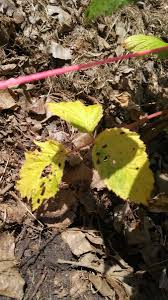 Video 4k e hd pronti per qualsiasi montaggio video digitale. Yellowing Leaves Of Newly Planted Raspberries 405361 Ask Extension