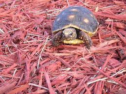 There are 188 red footed tortoise for sale on etsy, and they cost $24.08 on average. Red Foot Tortoise For Sale Canada