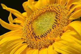 Pianta delle araliacee con fiori gialli; Sognare Il Colore Giallo Significato Del Giallo Nei Sogni Guida Sogni