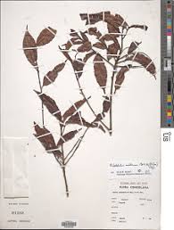 Image result for Rhabdophyllum arnoldianum