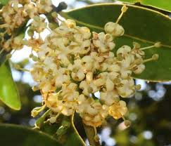 Image result for Psydrax locuples