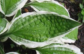 Ginko craig has two distinct leaf forms. Photo Of The Leaves Of Hosta Ginko Craig Posted By Violaann Garden Org