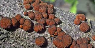 Image result for Hypoxylon multiforme