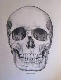Pin On Skull Drawings