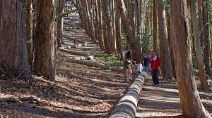 Andy goldsworthy, wood line, 2011. Wood Line By Andy Goldsworthy U S National Park Service