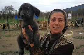 Hasta Hayvanlar Icin Barinak Kurdu Hayvansever Kadin Felcli Hayvanlarin Umudu Oldu Tek Istegi Mama Ozel Barinakta Bakilan Sahipsiz Hayvanlarin Kimi Iskence Gormus Kimi Felcli Kimi Ise Gormuyor Bursa Haberleri