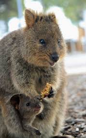 Quokka And Her Baby Native To The Island Of Rottnest Near Perth Australia The Setonix Brachyurus Is A Octurnal Marsup Tiere Gluckliche Tiere Niedliche Tiere