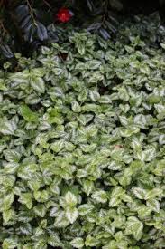 Image result for Lamium galeobdolon