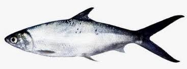 Maybe you would like to learn more about one of these? Kandungan Nutrisi Ikan Bandeng Bandeng Sido Makmur