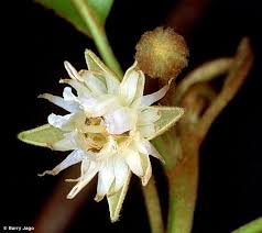 Image result for Mimusops elengi