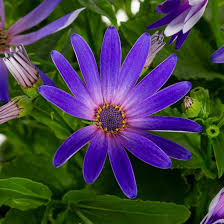 Senetti Pericallis Mix Colour 2Ltr Pot - Eden Park Garden Centre