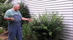 When the ship began to move toward the sand, it appeared to speed up, perhaps to correct. Trim Your Bushes Way Back Part 2 Youtube