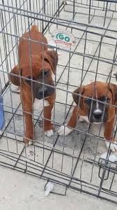 Boxer Puppies For Sale California