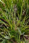 Image result for Eragrostis sclerantha