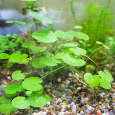 Image result for Hydrocotyle