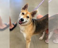 Shiba inu german shepherd mix. Shiba German Shepherd Mix Online