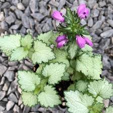 Shop our online perennial catalog today. Lamium Maculatum Ghost Ghost Dead Nettle Ghost Spotted Deadnettle Plant Lust