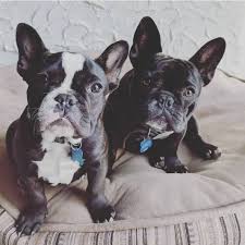 What are we doing to give our puppies the best start in life? Full Throttle French Bulldogs Home Facebook