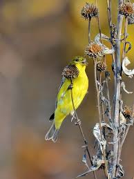Birds Of Texas Hill Country Pictures Goldfinch Country Critters Texas Animals Goldfinch
